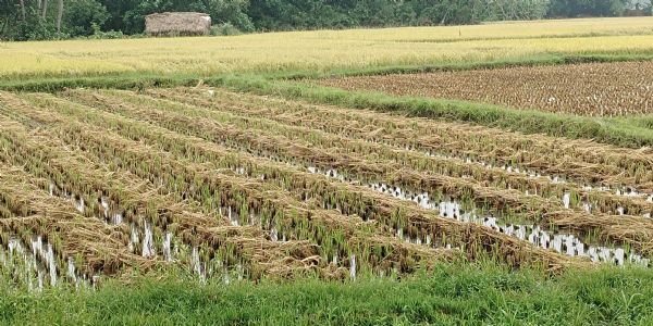 গোঘাটে ঝড়-বৃষ্টিতে পাকা ধানের ক্ষতি