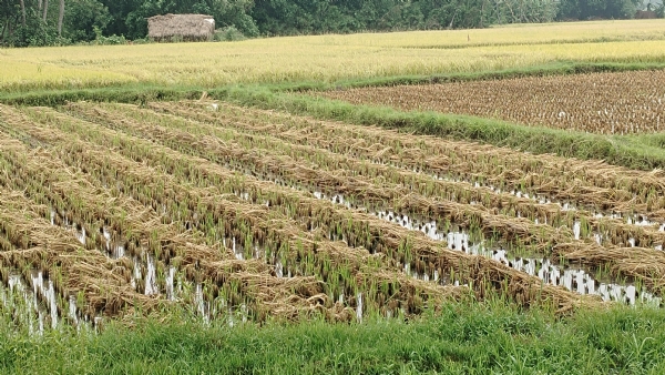 বৃষ্টিতে ধানের ব্যাপক ক্ষতি