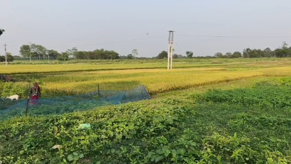 কাঁটা তার মালদায়