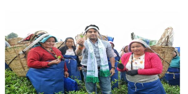 সিকিমের চা বাগানে শ্রমিকদের সঙ্গে পাতা তুললেন কেন্দ্রীয় মন্ত্রী জ্যোতিরাদিত্য সিন্ধিয়া