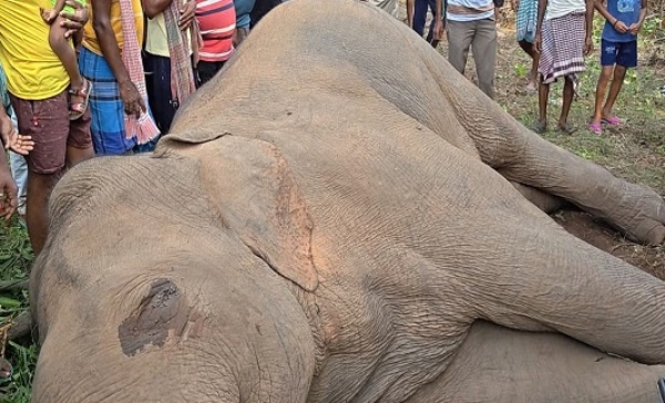 শালবনিতে দাঁতালের অস্বাভাবিক মৃত্যু, তদন্তে বন দফতর