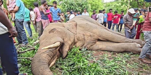 ঝাড়গ্রামে হাতির অস্বাভাবিক মৃত্যু, বিদ্যুৎস্পৃষ্ট হওয়ার আশঙ্কায় ক্ষোভ এলাকায়