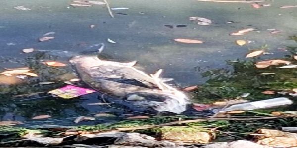 নৈনি হ্রদে মৃত মাছ ভেসে ওঠায় উদ্বেগ, কারণ নিয়ে মতভেদ