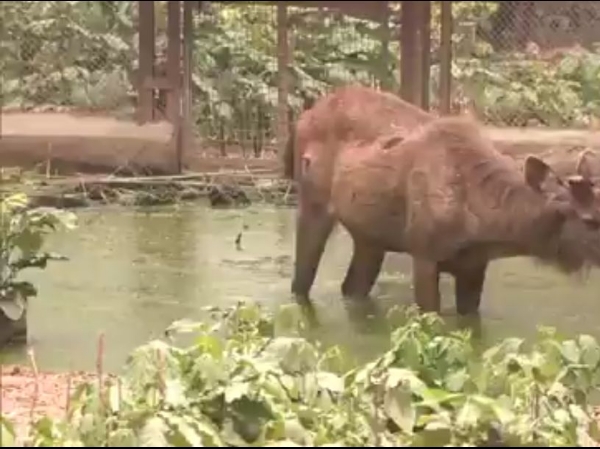 অসহ্য গরমের প্রেক্ষিতে লখনউ চিড়িয়াখানায় বিশেষ ব্যবস্থাপনা