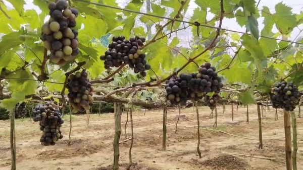 ত্রিপুরায় আঙ্গুর চাষ ত্রিপুরায় আঙ্গুর চাষ