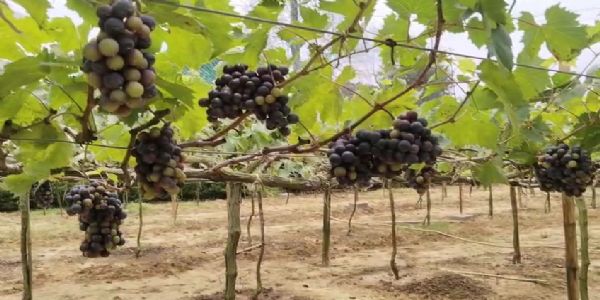 ত্রিপুরার মাটিতে পরীক্ষামূলক আঙ্গুর চাষে সাফল্য, কৃষিক্ষেত্রে নতুন সম্ভাবনার ইঙ্গিত