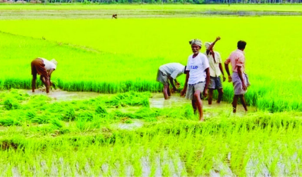 ফসল বিমা প্রকল্পে বাড়ছে ভরসা, চিন্তা কমছে কৃষকদের
