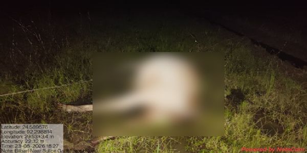 পাথারকান্দিতে বিদ্যুৎপৃষ্ট হয়ে মৃত্যু গাভীর, কাঠগড়ায় স্থানীয় বিদ্যুৎ দফতর