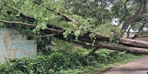 দমকা হাওয়ায় তছনছ বালুরঘাট, ঝড়-বৃষ্টিতে উপড়ে পড়েছে গাছ