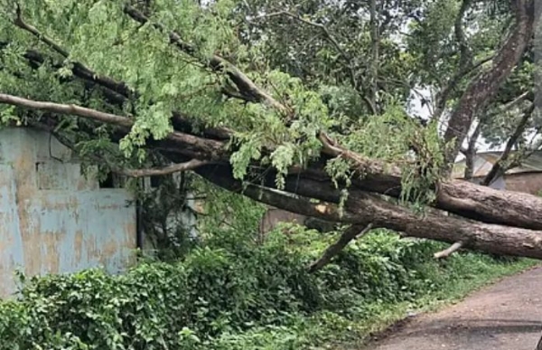 দমকা হাওয়ায় তছনছ বালুরঘাট, ঝড়-বৃষ্টিতে উপড়ে পড়েছে গাছ