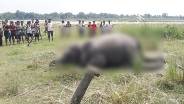 বুনো হাতির মৃত্যু (ফাইল ফটো)