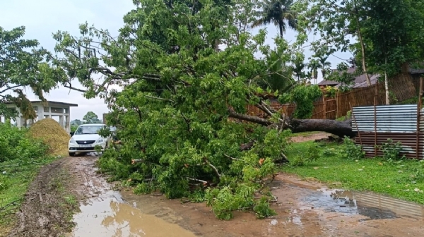 উপড়ে পড়ল গাছ