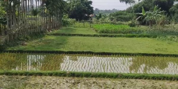 সেচ প্রকল্প অচল, জল সংকটে বিপাকে রতিয়াবাড়ির কৃষকরা