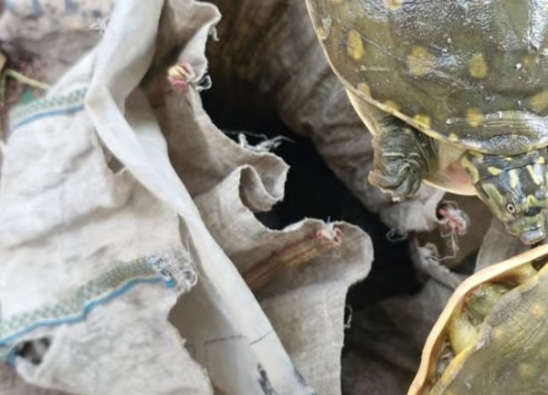 কালনায় ব্যাগ থেকে উদ্ধার ৭টি কচ্ছপ, স্থানীয়দের মধ্যে কৌতূহল
