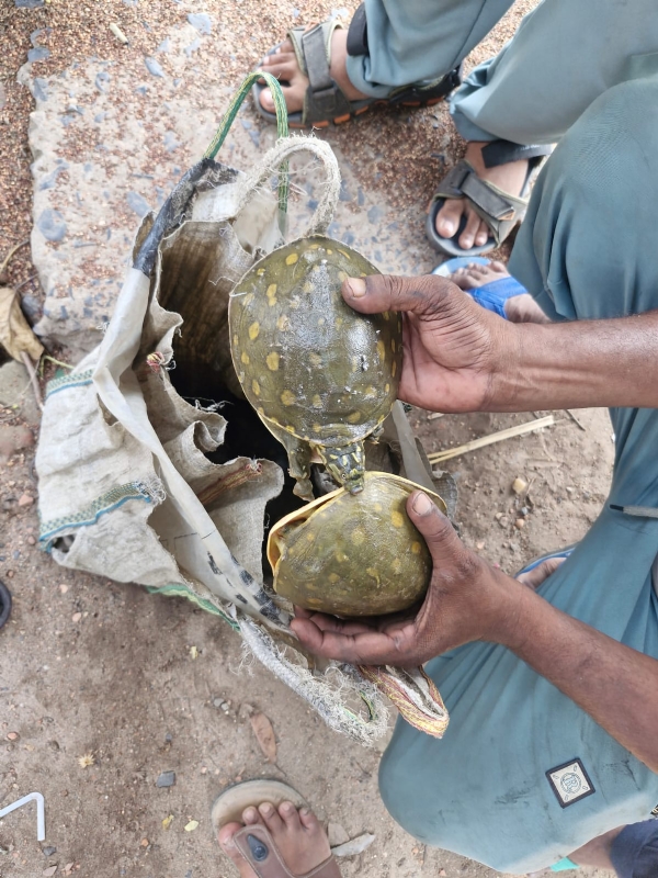 ব্যাগে কচ্ছপ