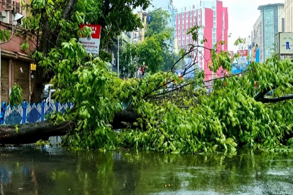 ঝড় - বৃষ্টির দাপটে মধ্য কলকাতায় বিপত্তি, চিত্তরঞ্জন অ্যাভিনিউয়ে গাছ ভেঙে যানজট ঝড় - বৃষ্টির দাপটে মধ্য কলকাতায় বিপত্তি, চিত্তরঞ্জন অ্যাভিনিউয়ে গাছ ভেঙে যানজট