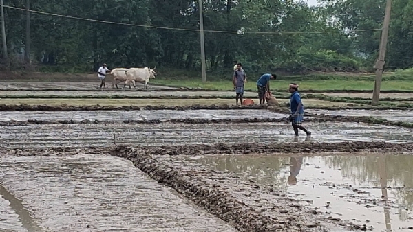 ধানের বীজ তলা তৈরিতে ব্যস্ত আরামবাগের কৃষকরা