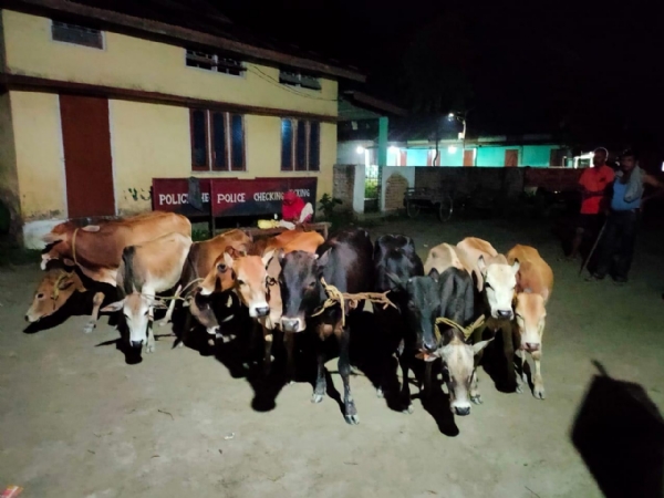 উদ্ধার চুরির গরু (ফাইল ফটো)