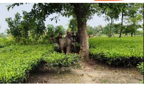 দলছুট হাতির শাবক