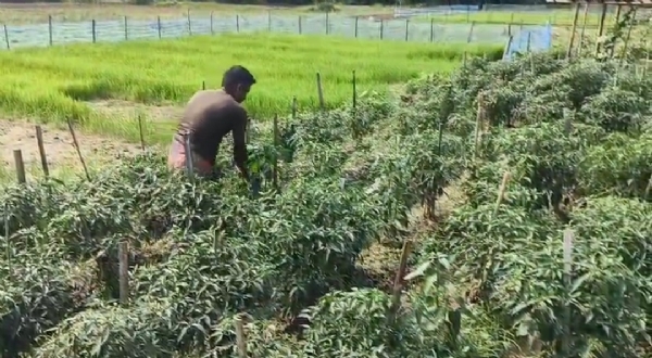 বৃষ্টির পর রোদ, ফসলের ক্ষতি
