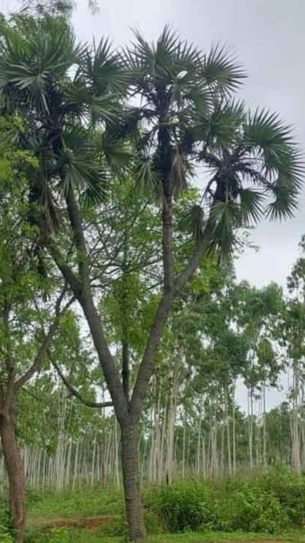বাঁকুড়ার ব্যাতিক্রমী তালগাছ সংরক্ষণের দাবি বাঁকুড়ার ব্যাতিক্রমী তালগাছ সংরক্ষণের দাবি