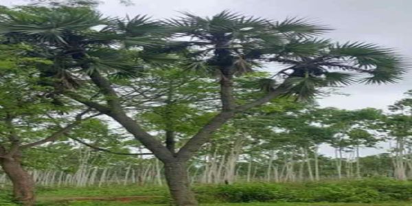 বাঁকুড়ায় বিরল ‘রাবণ তাল’ সংরক্ষণের দাবি, আন্তর্জাতিক গবেষণায় মিলল স্বীকৃতি