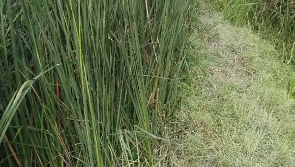 অস্ত্র উদ্ধার অস্ত্র উদ্ধার