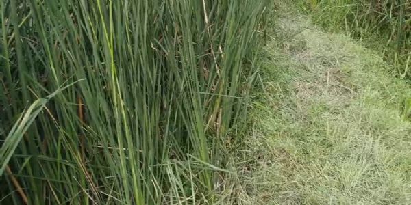 সন্দেশখালিতে ইটভাটার কাছে ঝোপ থেকে আগ্নেয়াস্ত্র ও বোমা উদ্ধার, তদন্তে পুলিশ