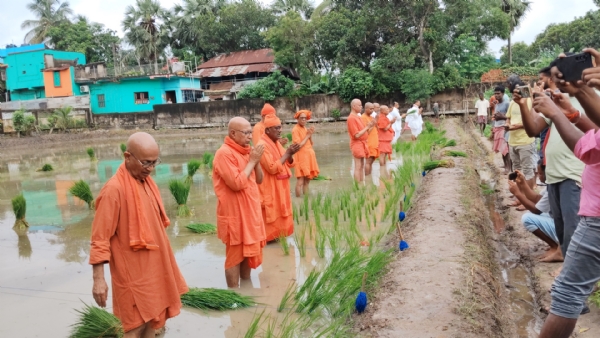 লক্ষ্মীজলাতে ধান রোপন করছেন কামারপুকুর রামকৃষ্ণ মঠ মিশনের সন্ন্যাসী রা