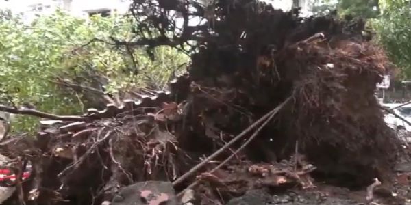 ভারী বৃষ্টিতে মুম্বইয়ের চার্জগেটে উপড়ে পড়ল গাছ, ক্ষতিগ্রস্ত একটি গাড়ি