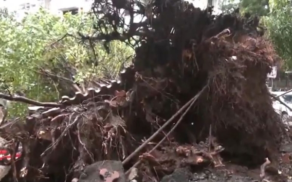 ভারী বৃষ্টিতে মুম্বইয়ের চার্জগেটে উপড়ে পড়ল গাছ, ক্ষতিগ্রস্ত একটি গাড়ি ভারী বৃষ্টিতে মুম্বইয়ের চার্জগেটে উপড়ে পড়ল গাছ, ক্ষতিগ্রস্ত একটি গাড়ি