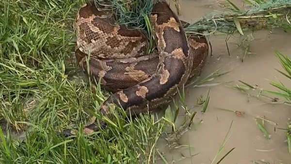 পাইথন