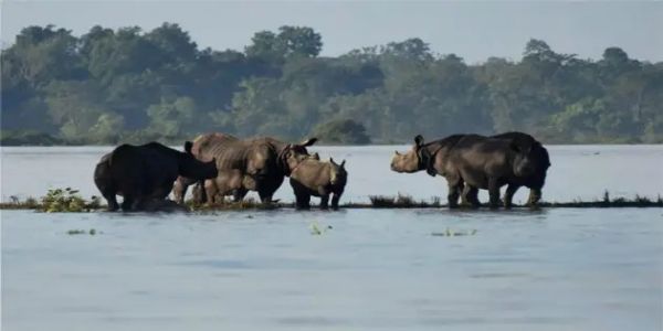 বন্যার জলে প্লাবিত কাজিরঙা জাতীয় উদ্যানের একাংশ, সতর্ক বন দফতর