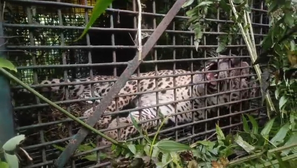 চিতাবাঘ ধরা পড়েছে চিতাবাঘ ধরা পড়েছে