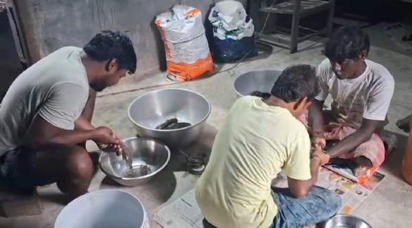 মাগুর মাছের কৃত্রিম প্রজনন