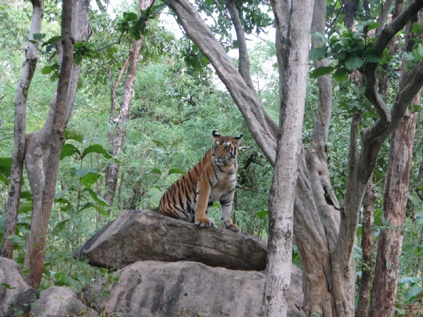 দেশজুড়ে আন্তর্জাতিক ব্যাঘ্র দিবস পালিত, বন্যপ্রাণীপ্রেমীদের শুভেচ্ছা প্রধানমন্ত্রীর