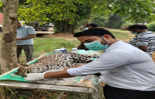 কালেসারে চিতাবাঘের মৃত্যু, সিডিভি সংক্রমণের আশঙ্কা কালেসারে চিতাবাঘের মৃত্যু, সিডিভি সংক্রমণের আশঙ্কা