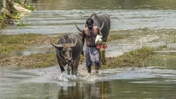 বন্যা-পরবৰ্তী কৃষিক্ষেত