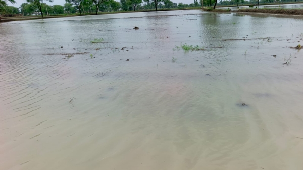 মুষলধারে বৃষ্টিতে বিপর্যস্ত ধামতরি, জলমগ্ন রাস্তা-গলি; ভোগান্তিতে শতাধিক পরিবার