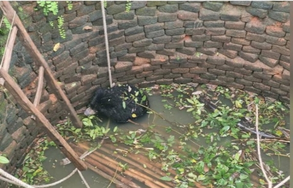 কুয়োয় ভালুকের শাবক, উদ্ধার করে জঙ্গলে ছাড়ল বন দফতর