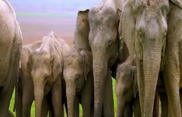হাতি