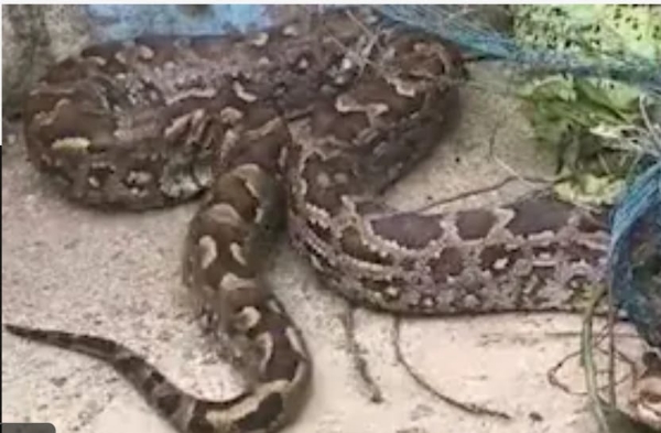কালী মন্দিরের পাশে বিশাল অজগর-কৌতুহলী মানুষের ভীড়