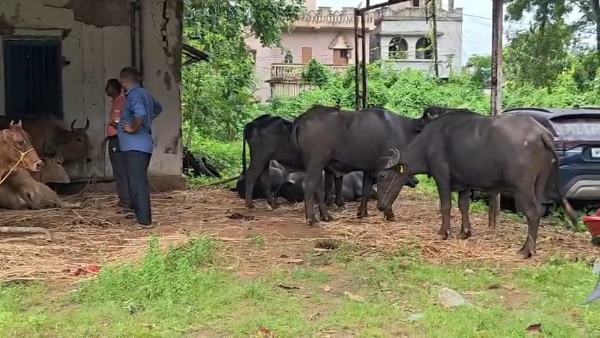 গরু পাচার