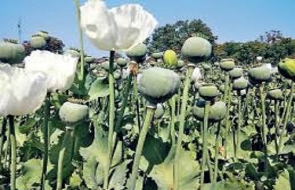 ৩০ কেজির বেশি অবৈধ মাদক উদ্ধার, গ্রেফতার দুই