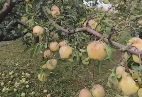 শিলাবৃষ্টিতে কাশ্মীরে আপেল চাষের ক্ষতি, দুঃশ্চিন্তায় চাষিরা