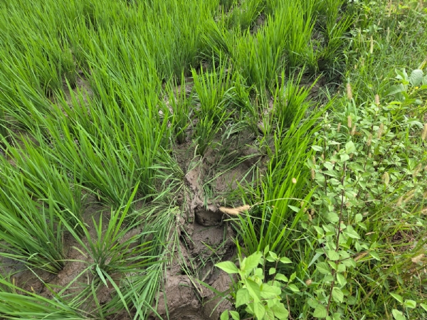 বাঁকুড়া উত্তর বনবিভাগের বড়জজোড়া বেলিয়াতোড় রেঞ্জ এলাকার জঙ্গলে আসা হাতির দল এলাকার কৃষি জমি তছনছ করে দিচ্ছে