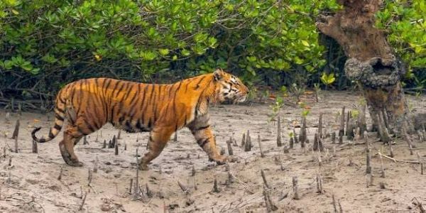 ঝড়খালিতে ফের বাঘের মৃত্যু, কয়েক দিনের ব্যবধানে সুন্দরীর পর এবার গেল ‘সুন্দর’