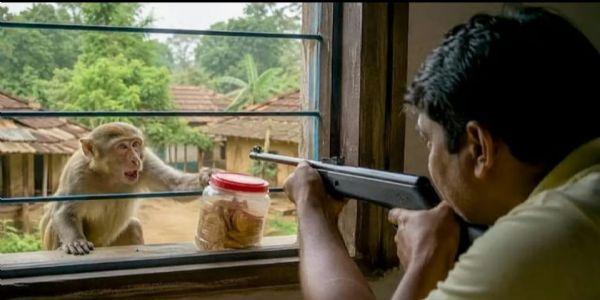 বিস্কুট চুরির দায়ে প্রাণ গেল হনুমানের ,গ্রেফতার অভিযুক্ত