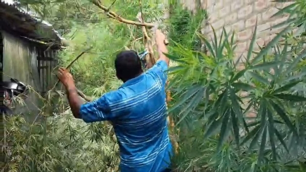 গাঁজা গাছ