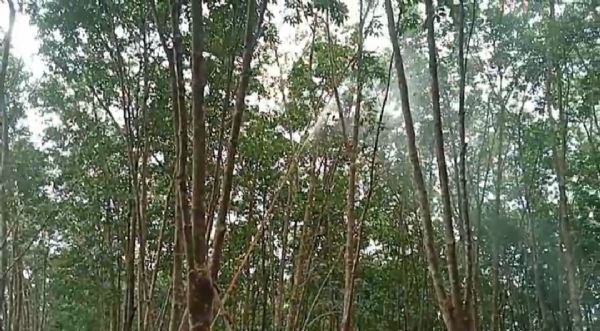 রাবার গাছে অজানা রোগ